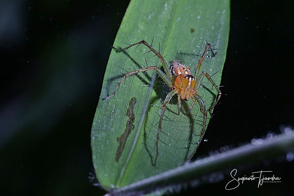 Lynx Spider (Oxyopidae Sp)-female  Fall,Geotagged,Indonesia