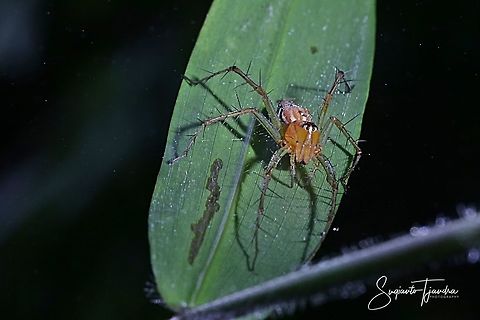 Lynx Spider (Oxyopidae Sp)-female  Fall,Geotagged,Indonesia