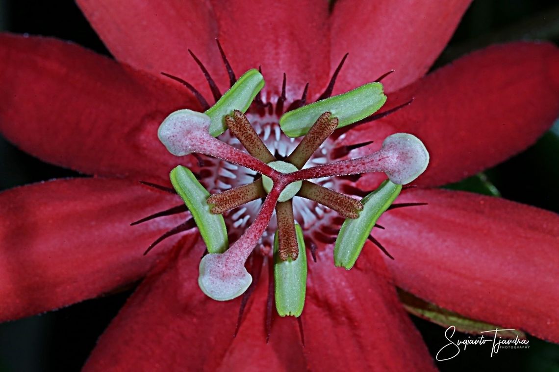 Crown of The Crimson Passion Flower, Passiflora Vitifolia (Passifloraceae)  Fall,Geotagged,Indonesia,Passiflora vitifolia,Perfumed passionflower