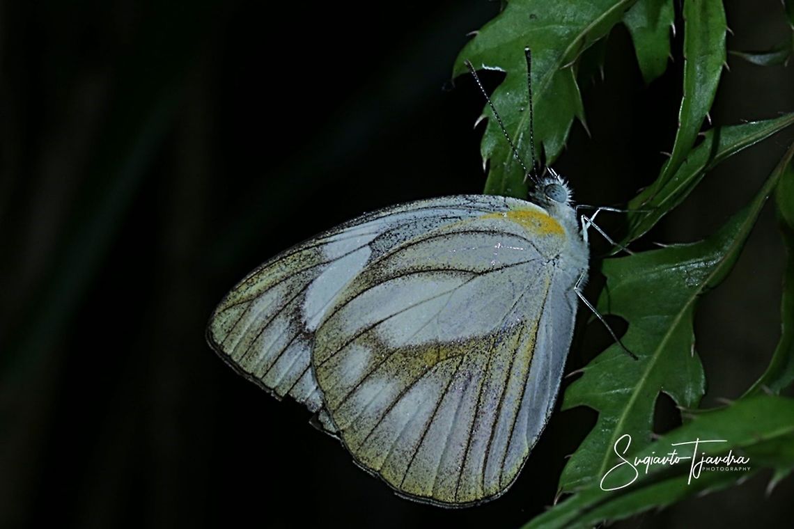 Striped Albatross Butterfly, Appias libythea olferna  Appias libythea,Fall,Geotagged,Indonesia,Striped albatross