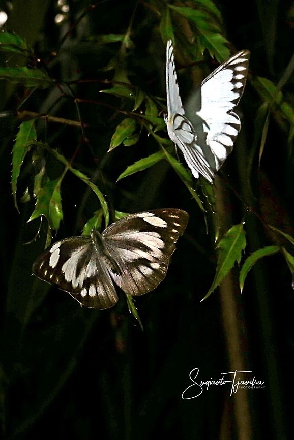 A pair of flying butterflies, Striped Albatross Butterfly, Appias libythea olferna  Fall,Geotagged,Indonesia