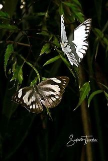 A pair of flying butterflies, Striped Albatross Butterfly, Appias libythea olferna  Fall,Geotagged,Indonesia