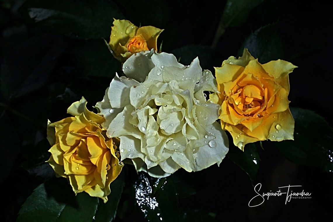 Roses  Fall,Geotagged,Indonesia