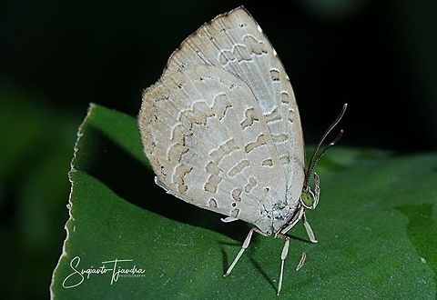 Bigg's Brownie Butterfly (Miletus biggsii biggsii)  Biggs brownie,Fall,Geotagged,Indonesia,Miletus biggsii