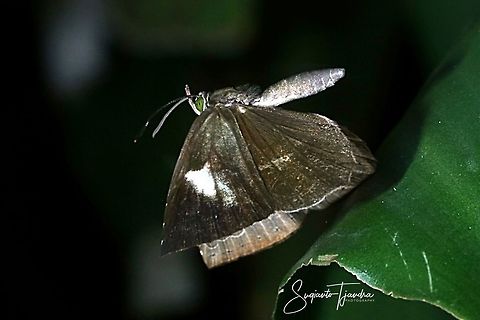 Bigg's Brownie Butterfly (Miletus biggsii biggsii) "flying away"  Biggs brownie,Fall,Geotagged,Indonesia,Miletus biggsii
