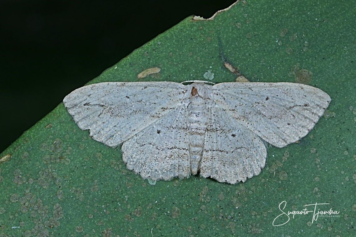Moth (unknown ID/Species???)  Fall,Geotagged,Indonesia