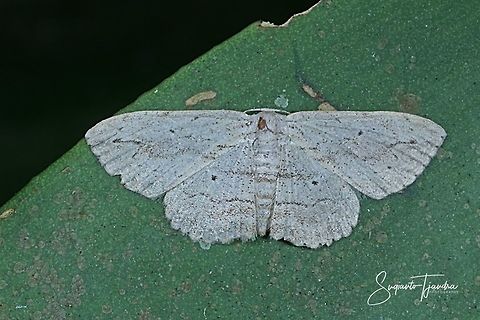 Moth (unknown ID/Species???)  Fall,Geotagged,Indonesia