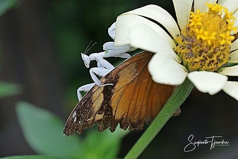 "enjoying big meal an autumn leaf butterfly"  White flower mantis, Hymenopus (Hymenopodidae)  Fall,Geotagged,Indonesia
