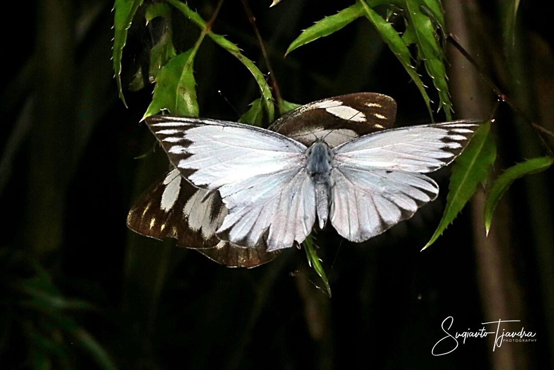 "flying n mating"  Striped Albatross Butterfly, Appias libythea olferna  Appias libythea,Fall,Geotagged,Indonesia,Striped albatross