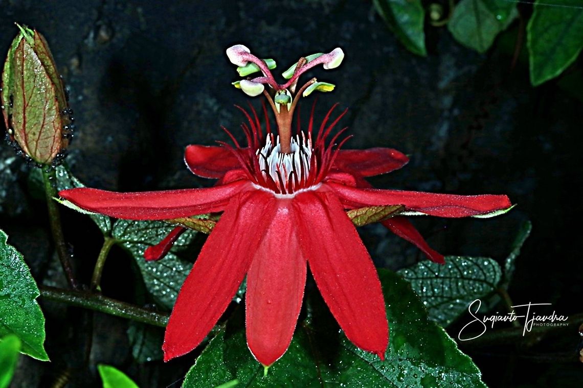 The Crimson Passion Flower, PassifloraVitifolia (Passifloraceae)  Fall,Geotagged,Indonesia,Passiflora vitifolia,Perfumed passionflower