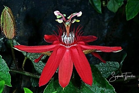 The Crimson Passion Flower, PassifloraVitifolia (Passifloraceae)  Fall,Geotagged,Indonesia,Passiflora vitifolia,Perfumed passionflower
