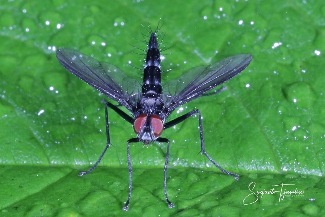 Tachinid fly (Tachinidae)  Fall,Geotagged,Indonesia