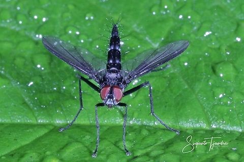 Tachinid fly (Tachinidae)  Fall,Geotagged,Indonesia
