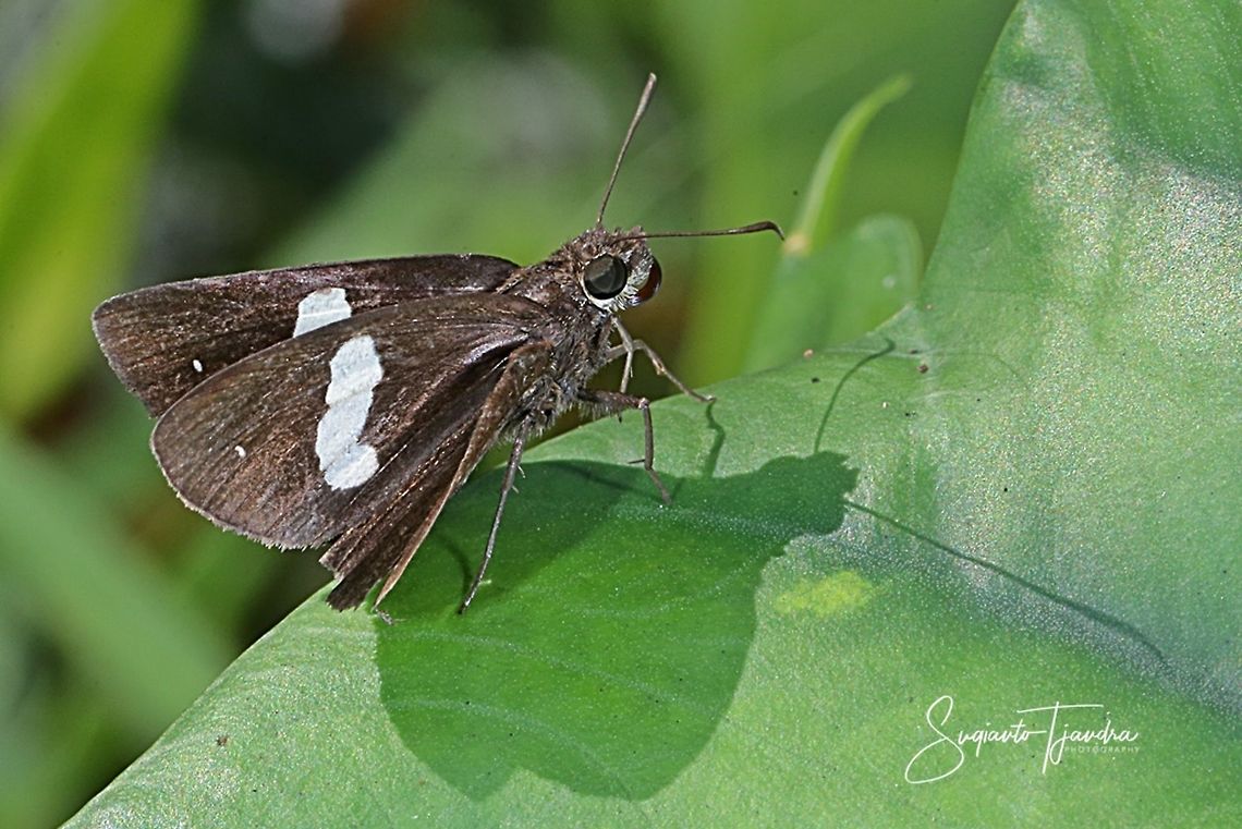 Skipper Butterfly - Common Banded Demon, Notocrypta paralysos  Common banded demon,Fall,Geotagged,Indonesia,Notocrypta paralysos