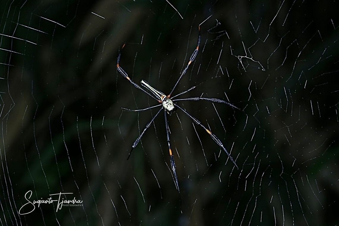 Nephila pilipes spider  Fall,Geotagged,Giant golden orb weaver,Indonesia,Nephila pilipes