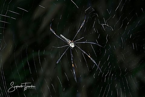 Nephila pilipes spider  Fall,Geotagged,Giant golden orb weaver,Indonesia,Nephila pilipes