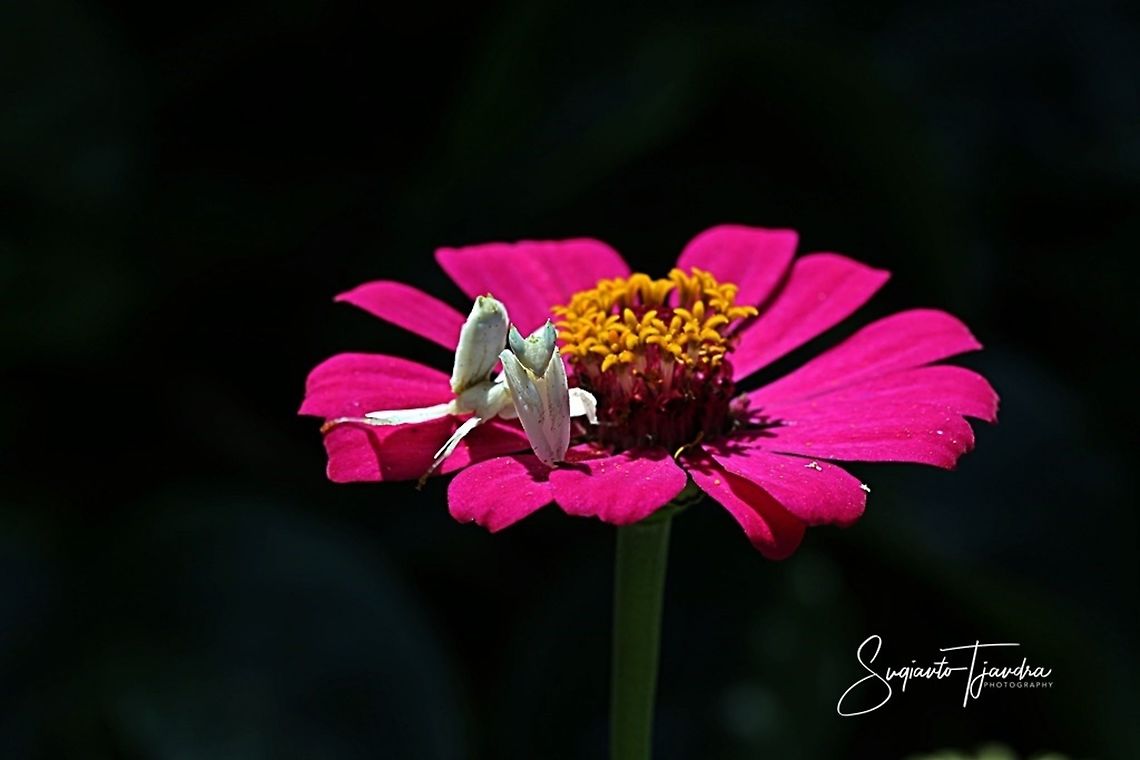 "Just relax on a pink Zinnia flower" White flower mantis, Hymenopus (Hymenopodidae)  Fall,Geotagged,Indonesia