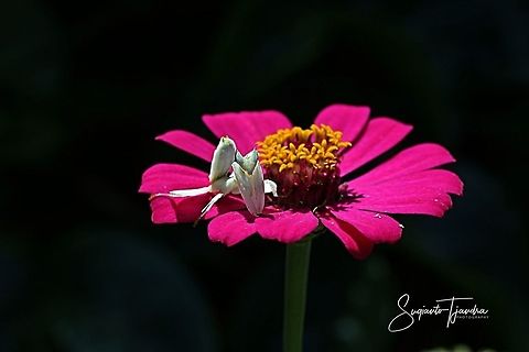 "Just relax on a pink Zinnia flower" White flower mantis, Hymenopus (Hymenopodidae)  Fall,Geotagged,Indonesia
