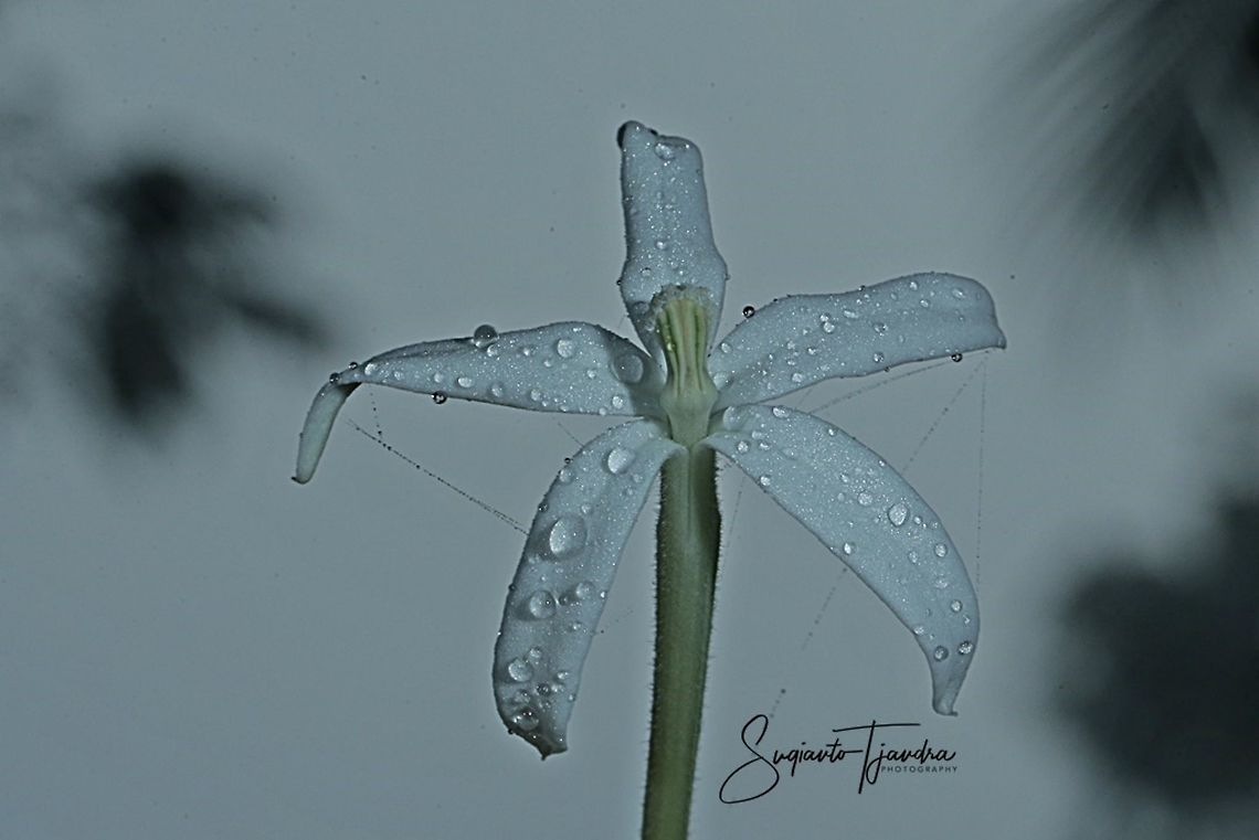 Kitolod - Star of Bethlehem flower (Hippobroma longiflora)  Fall,Geotagged,Hippobroma longiflora,Indonesia