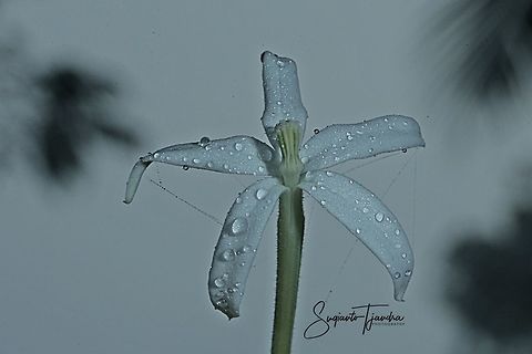 Kitolod - Star of Bethlehem flower (Hippobroma longiflora)  Fall,Geotagged,Hippobroma longiflora,Indonesia