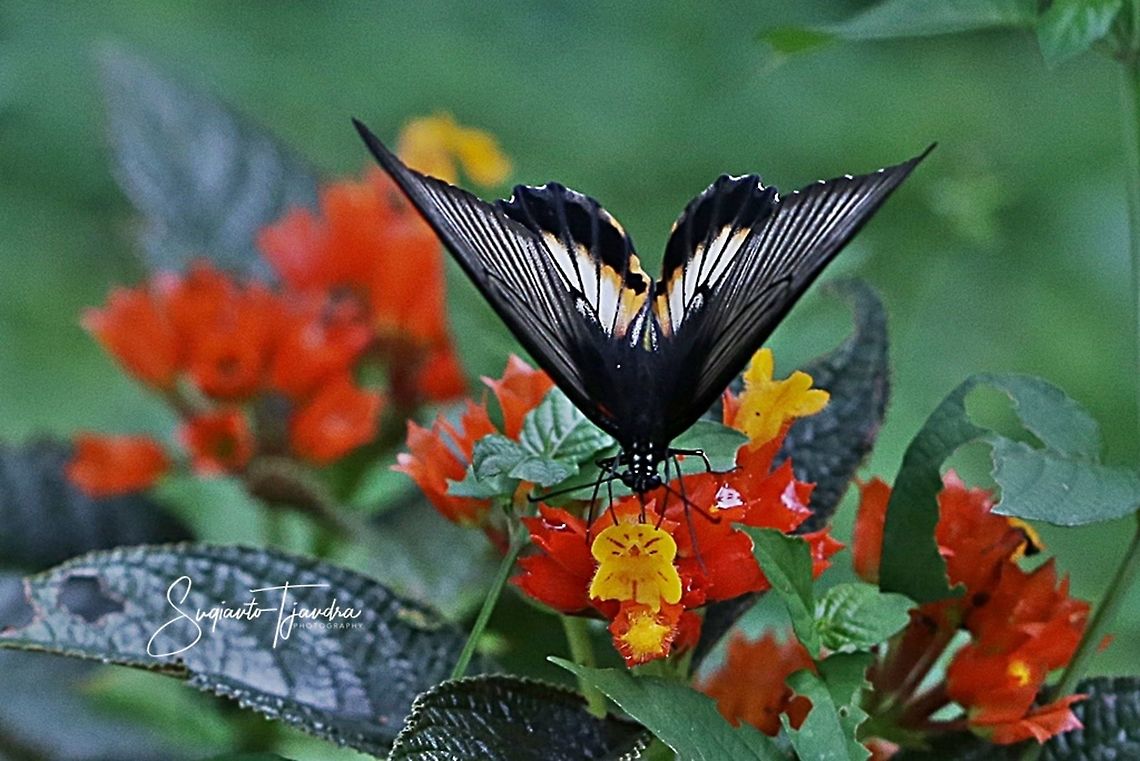 "Sucking nectar"  The great Mormon, Papilio memnon (Papilionidae)  Fall,Geotagged,Great Mormon,Indonesia,Papilio memnon