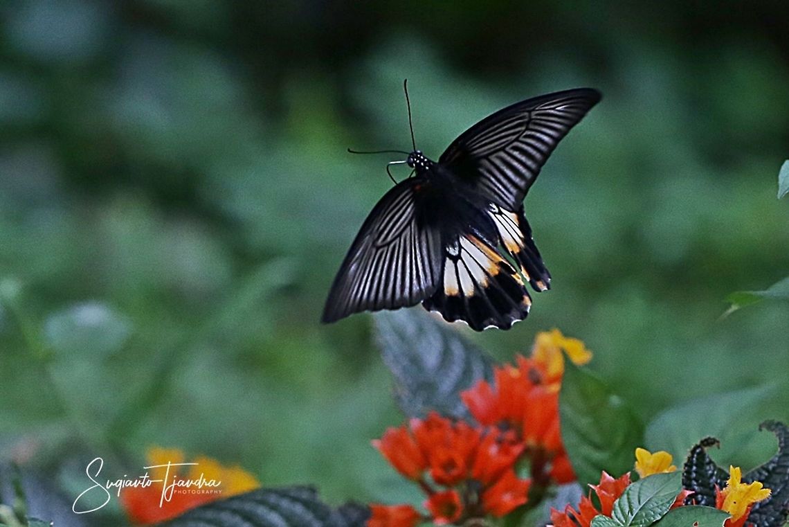 "flying off"  The great Mormon, Papilio memnon (Papilionidae)  Fall,Geotagged,Great Mormon,Indonesia,Papilio memnon