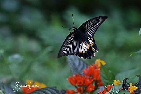 "flying off"  The great Mormon, Papilio memnon (Papilionidae)  Fall,Geotagged,Great Mormon,Indonesia,Papilio memnon