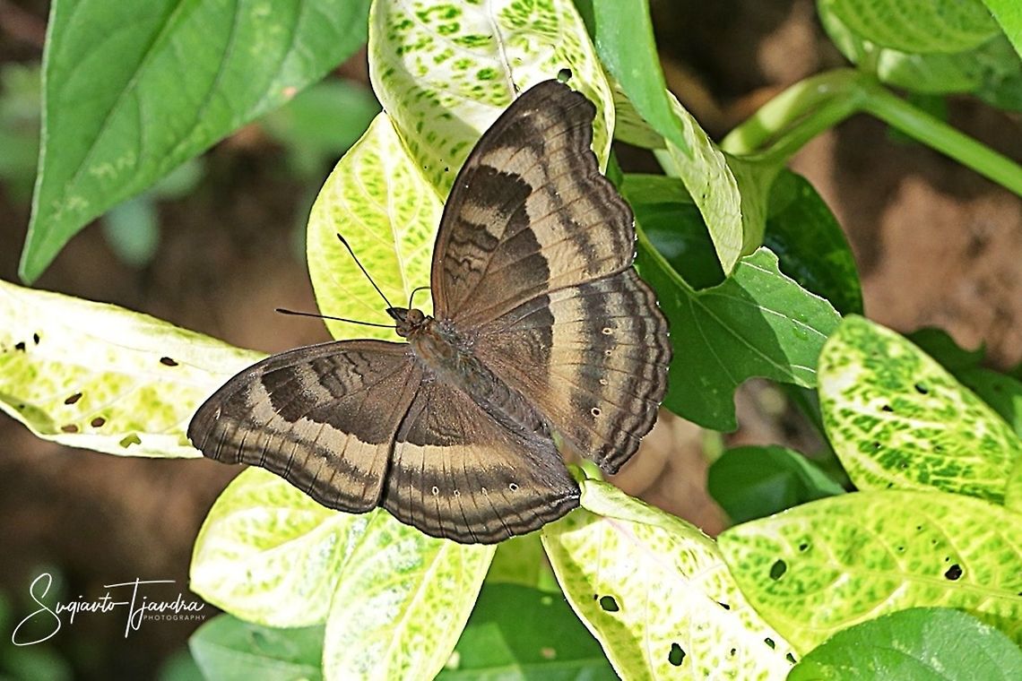 The Chocolate Pansy, Junonia Iphita  Chocolate soldier,Fall,Geotagged,Indonesia,Junonia iphita