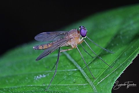 Long-legged fly (unknown species)  Fall,Geotagged,Indonesia