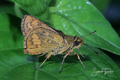 Skipper Butterfly - The Lesser Dart (Potanthus omaha)  Fall,Geotagged,Indonesia,Lesser dart,Potanthus omaha