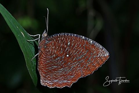The Common Palmfly (Elymnias hypermnestra)  Common Palmfly,Elymnias hypermnestra,Fall,Geotagged,Indonesia