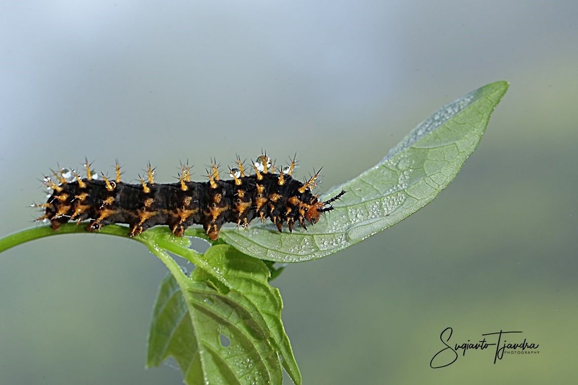 Caterpillar  Fall,Geotagged,Indonesia