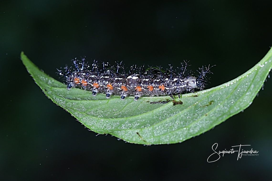Caterpillar  Fall,Geotagged,Indonesia