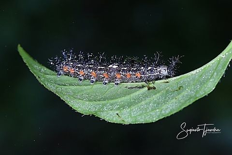 Caterpillar  Fall,Geotagged,Indonesia