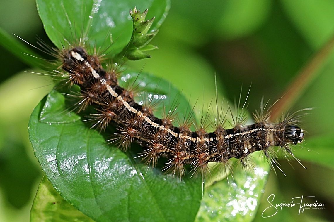 Caterpillar  Fall,Geotagged,Indonesia