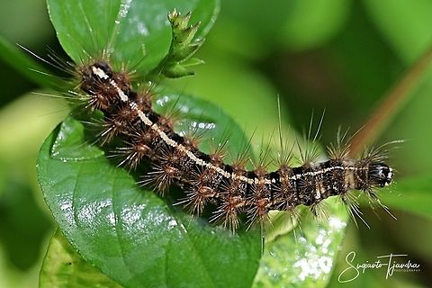Caterpillar  Fall,Geotagged,Indonesia