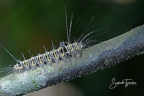 Caterpillar  Fall,Geotagged,Indonesia