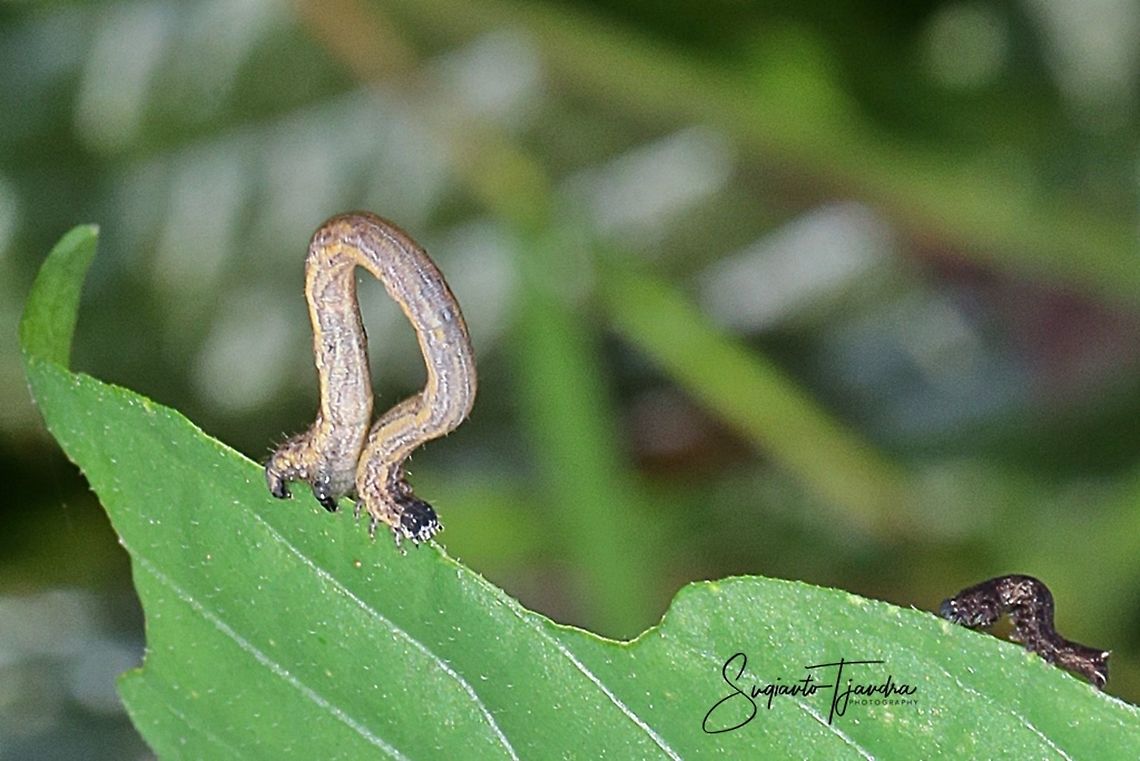 Caterpillar  Fall,Geotagged,Indonesia