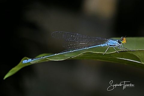 Yellow-headed Blue damselfy  Fall,Geotagged,Indonesia,Spring