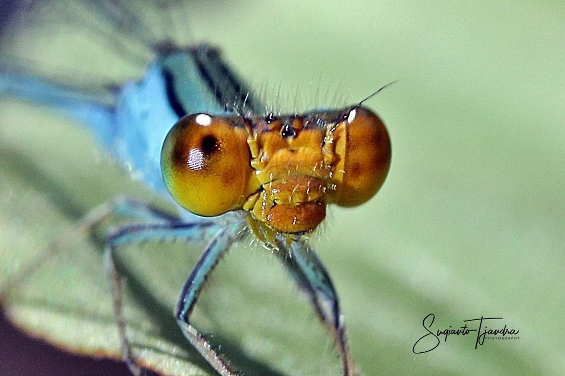 Yellow-headed Blue damselfy  Fall,Geotagged,Indonesia