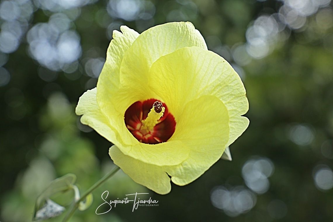 Waru Laut flower, Hibiscus tiliaceus, (family Malvaceae)  Fall,Geotagged,Hibiscus tiliaceus