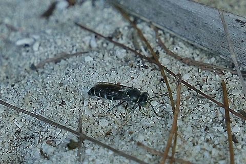 Sand wasp,  Bembicini (Bembicinae)  Fall,Geotagged