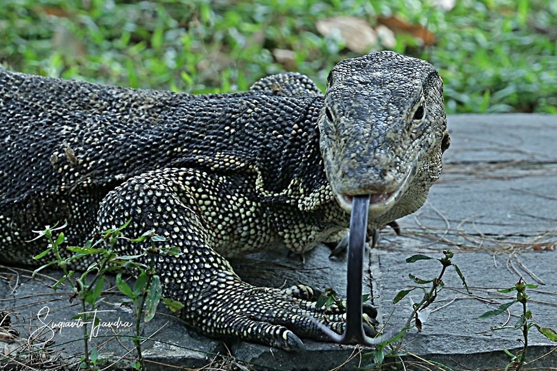 Biawak - monitor lizard  Fall,Geotagged,Varanus salvator,Water monitor