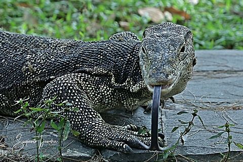 Biawak - monitor lizard  Fall,Geotagged,Varanus salvator,Water monitor