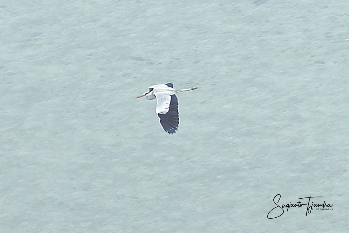 The flying egrets bird (egretta garzetta)  Fall,Geotagged