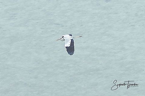 The flying egrets bird (egretta garzetta)  Fall,Geotagged