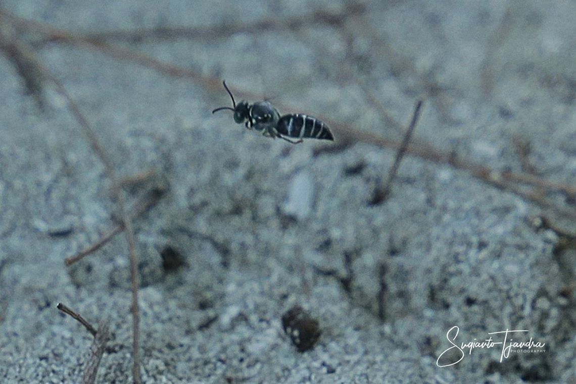 Sand wasp, Bembicini (Bembicinae)  Fall,Geotagged