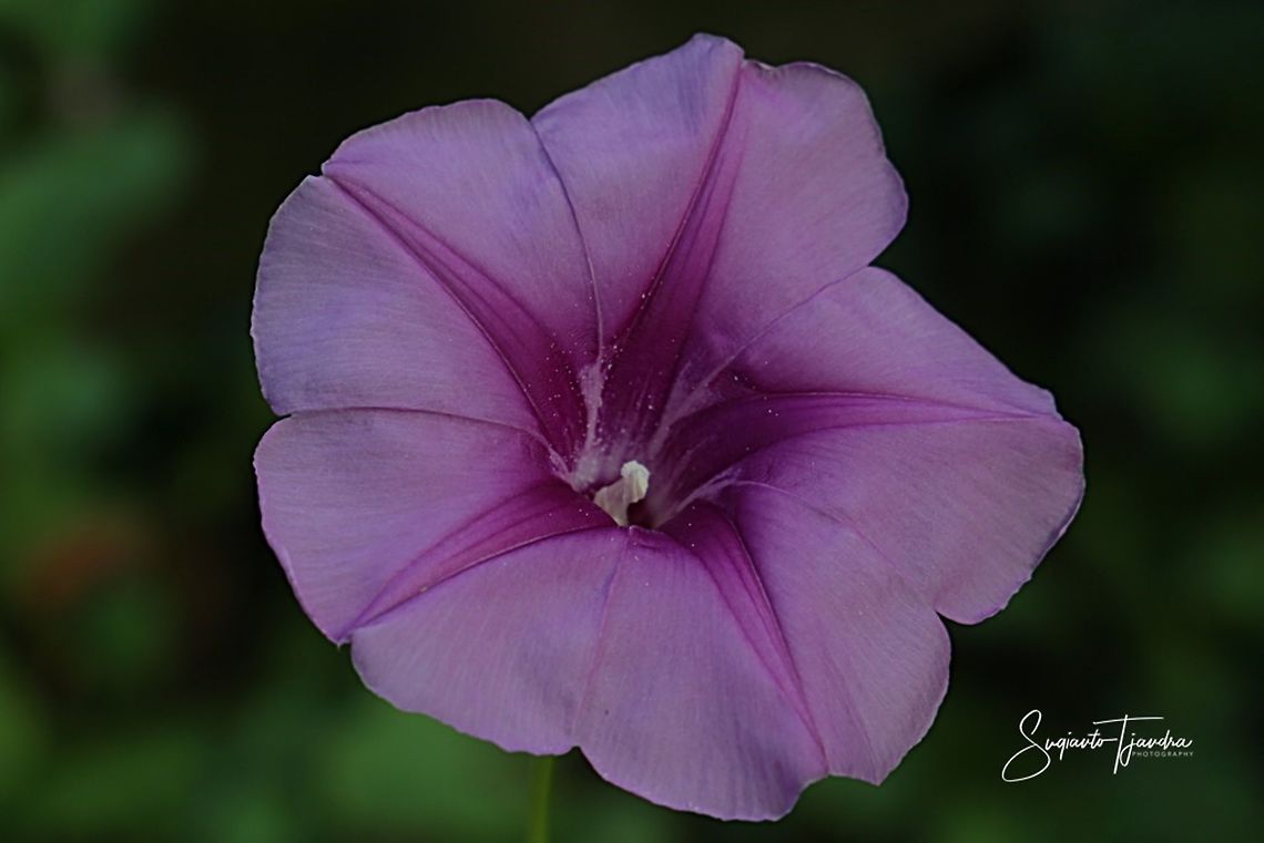 Beach Morning Glory, Ipomoea pes-caprae (family Convolvulaceae)  Fall,Geotagged,Ipomoea pes-caprae