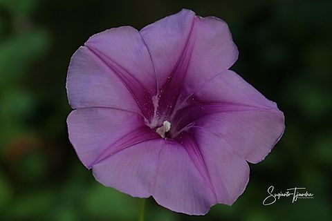 Beach Morning Glory, Ipomoea pes-caprae (family Convolvulaceae)  Fall,Geotagged,Ipomoea pes-caprae