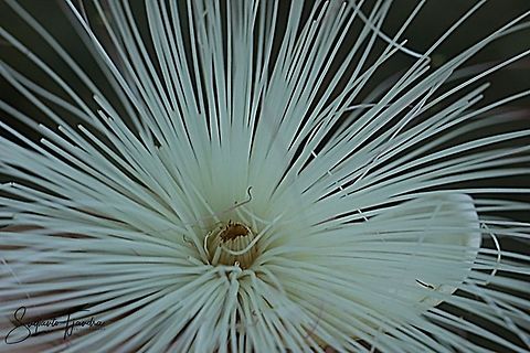 Barringtonia flower, Keben/fish poison tree (Barringtonia asiatica)  Fall,Geotagged